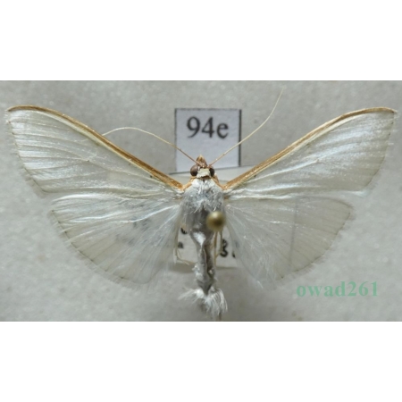 Palpita vitrealis (Rossi, 1794) Czech94e